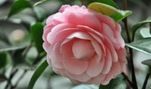 11、12、13号，3生肖左有贵人、右有靠山，运势喜洋洋，天天开口笑