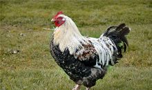 属鸡忌讳做什么生意