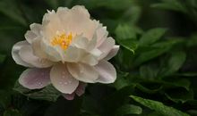 2020年2月起，财运大开，事业有成，步步高升的星座