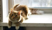 克里斯汀一周星座运势（2.19-2.25）