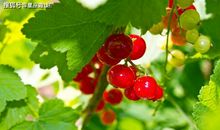 4月上旬，坚持到底，不屈不挠，梦想成真的三大星座