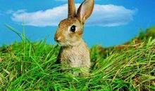 在12生肖中，喜鹊报喜，大富特富，贵人指路的四大生肖