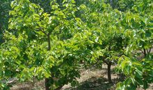 喜欢对老公吹枕边风的生肖女