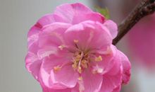 明年开始生活再穷苦都能翻身的生肖，赚得钞票鼠不清，有福有禄