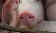 天生“女王命”的4大生肖女，老公捧在手心里疼，一生尽享荣华贵