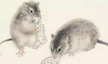 2020年属鼠人本命年能去领证吗 今年登记好不好