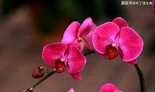 11月13号开始收入猛涨，四生肖财运上也趋于稳定，纳财纳福旺家业!