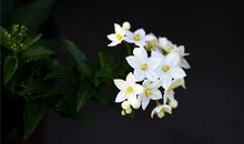 1977年的生肖何时好运(图文)