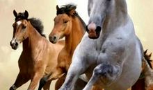 天生“凤凰命”的4大生肖女，招财又旺夫，男人娶到就赚了！