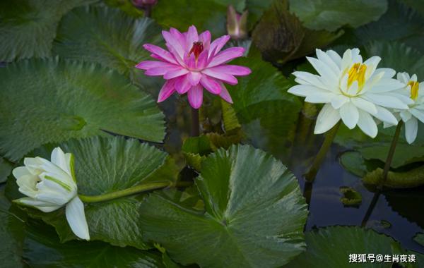 4月，桃花飞舞，旧爱回归，此生执手相爱，恩爱白头的三大生肖 2