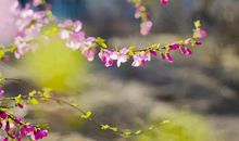 未来一周将会喜事连连，贵人、喜事不请自来，能够美梦成真，大有收获三属相