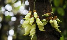 1977年出生的生肖属蛇人2020年运势及运程