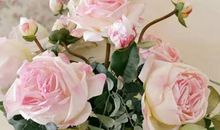 2020年农历八月,九月和十月生肖属兔和生肖属羊订婚吉日精选