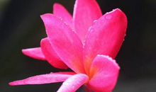 明天开始霉运远去的3生肖，事事顺心，福禄双至，以后金银不缺