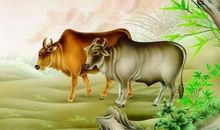 最不肯认错的生肖，前三名有你吗？