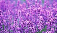 未来3天大奖说来就来，以后天天有钱赚，年底前升官发财的3生肖