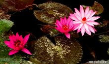 4月，桃花飞舞，旧爱回归，此生执手相爱，恩爱白头的三大生肖