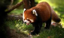 下周起，花已重开，枯木复苏，旧情难忘，与前任尽释前嫌的四星座