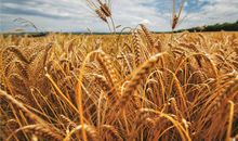 杨清华一周生肖运势（12.30-1.5）