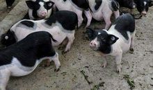 解析：克夫痣长在哪儿