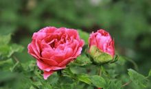 恭喜四生肖自身财路大开，1月16号开始正财偏财滚滚来，家中横财大发!