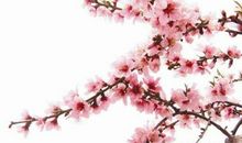 运用风水改善桃花运的诀窍