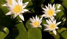 天生公主命的2大生肖女，一生吃穿不愁，还备受宠爱！