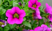 30岁后运势大好，不再吃苦的生肖，儿女个个有出息，成龙成凤