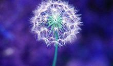 11月交好运赚大钱，最有福气的生肖，有房有车有富贵，啥都不愁