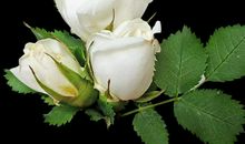 未来一个月春风满面，贵人扶持，事业红火财源广进的3大生肖。