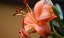 11月12号开始运势飞涨，四生肖喜事扎堆来，喜报不断财运牛气冲天!