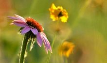 11月中旬大赚特赚，大财在望的生肖，赚钱只多不少，摇身成土豪