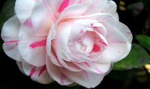 未来6天迎来一波好运的生肖，喜事涌进门，富贵数不尽，前程锦绣