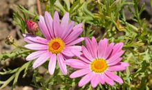 2020年一路发财的3生肖，大财旺旺，小财多多，生活富裕有加！