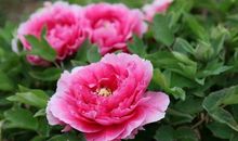 2020上半年升职加薪，收入暴增，财运大旺的四生肖