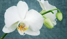 2月中旬，峰回路转，突破瓶颈，绝处逢生的三大星座