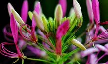 未来一个月，4属相吉星入命，添喜添财，日子幸福美满，日进斗金