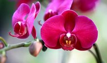 恭喜四生肖钱财尽入囊中，11月12号开始财星的庇佑，事业版图不断扩张!