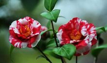 2020年2月开始，鸿运当头，诸事顺心，富贵盈门的星座