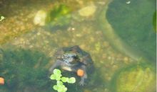 养什么龟风水好