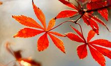 2.1-8号一周，喜事连连，福运满堂，桃花运十足的四生肖