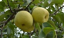 对结婚很排斥的生肖女