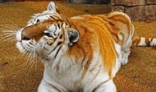 大赚钱财的五生肖，3月事业长虹，生意兴隆，日子和美！