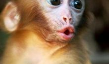 2020年1月(1-31)「猴，牛，龙，马」大财必得，小财不断