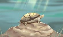 属什么生肖家里不能养乌龟 兔龙狗