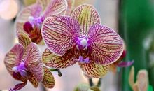 恭喜四生肖富贵满门堂，11月11号开始金银涨不停，大发利市得财得利!