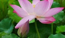 无私奉献的四大星座，宁愿自己吃亏，不愿给别人带麻烦