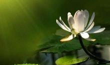 2020年2月起，运势大好，财运亨通，鸿福不断的星座