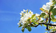 耳根软很好哄，一点花言巧语就能感动落泪的生肖女