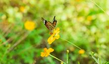 六月不得了，喜事成双来，财运一发不可收拾，皆大欢喜三生肖